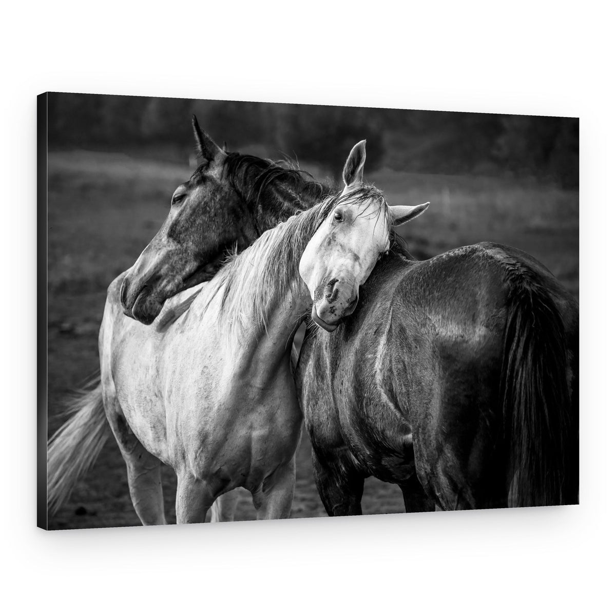 Gentle Horse Bond – Canvas Print