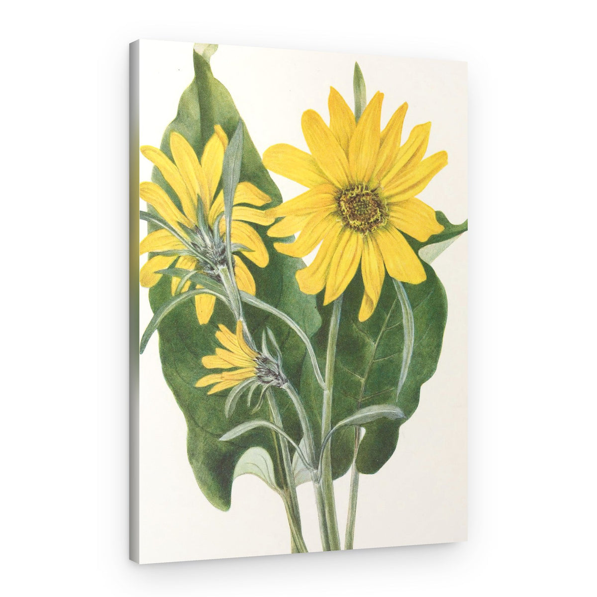 Balsamroot From North American Wildflowers (1925) By Mary Vaux Walcott – Canvas Print