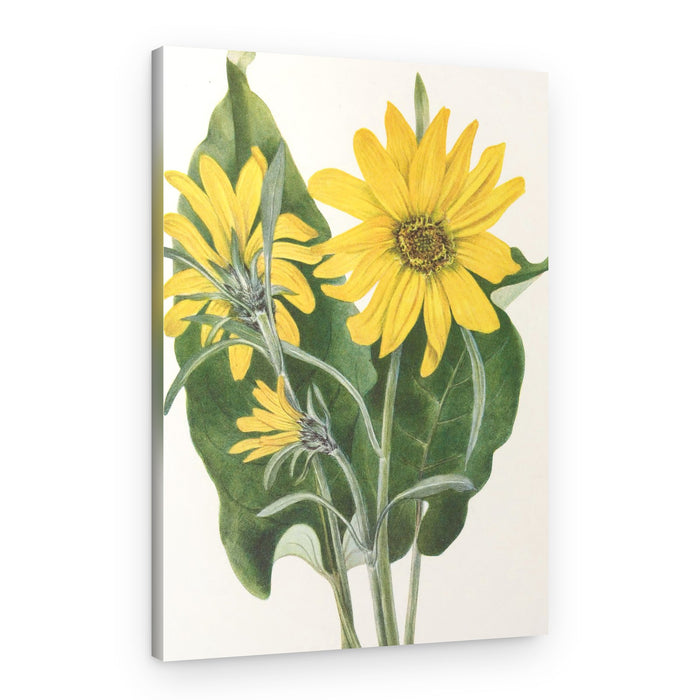 Balsamroot From North American Wildflowers (1925) By Mary Vaux Walcott – Canvas Print