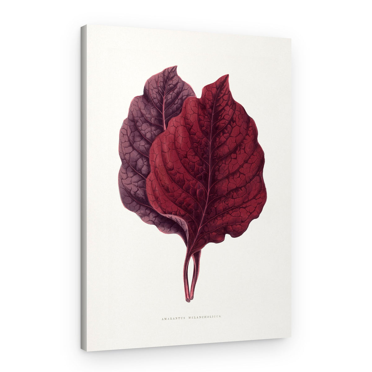Pink Amarantus Leaf Illustration – Canvas Print