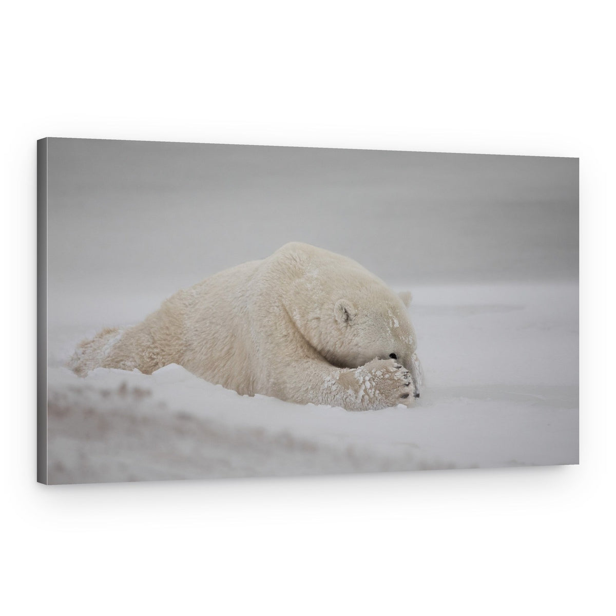 Sleeping Polar Bear – Canvas Print