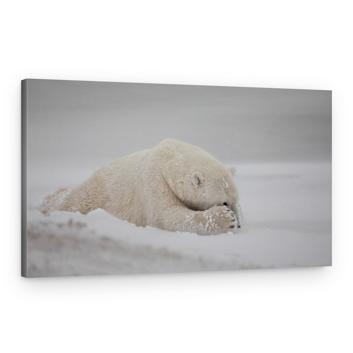 Sleeping Polar Bear – Canvas Print