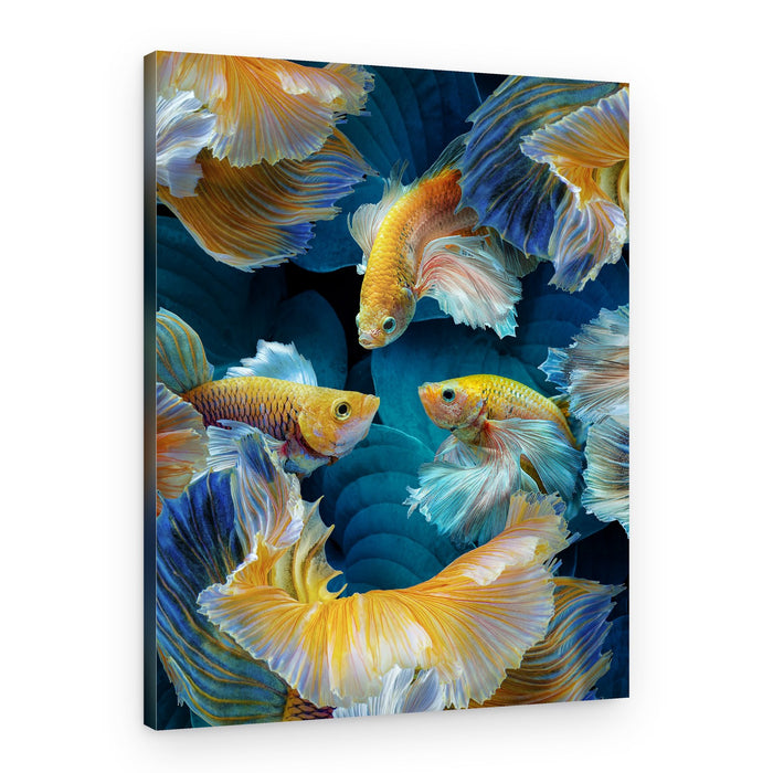 Vibrant Blue Gold Bettas – Canvas Print