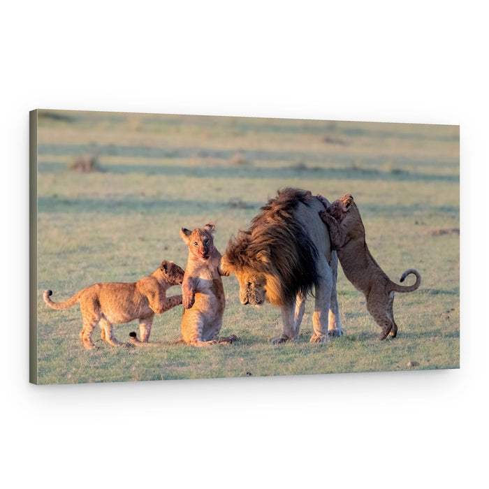 Playful Lion Family – Canvas Print
