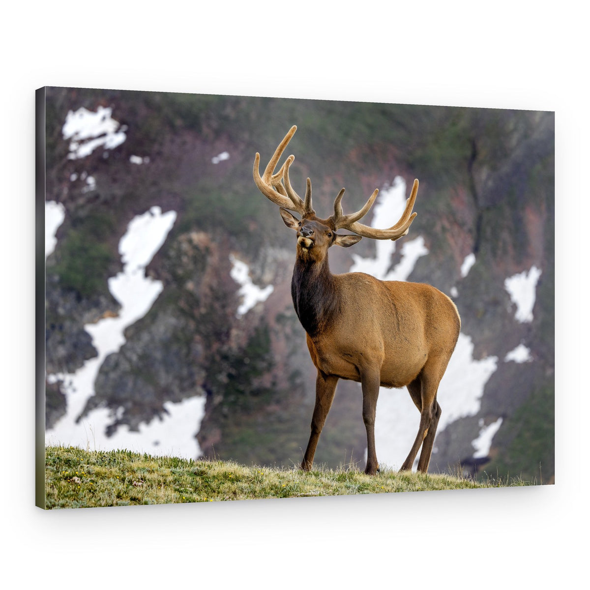Majestic Mountain Elk – Canvas Print