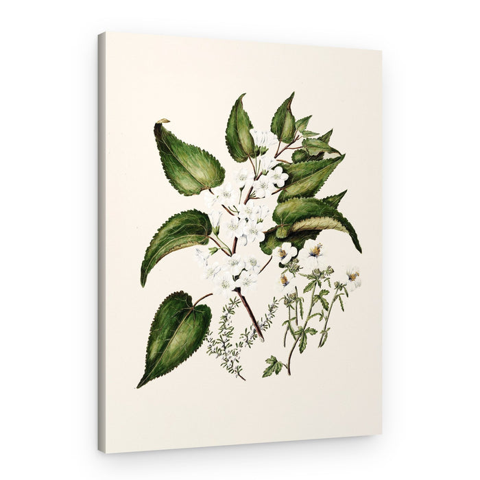 Hibiscus Trianium By Sarah Featon (1848–1927 – Canvas Print