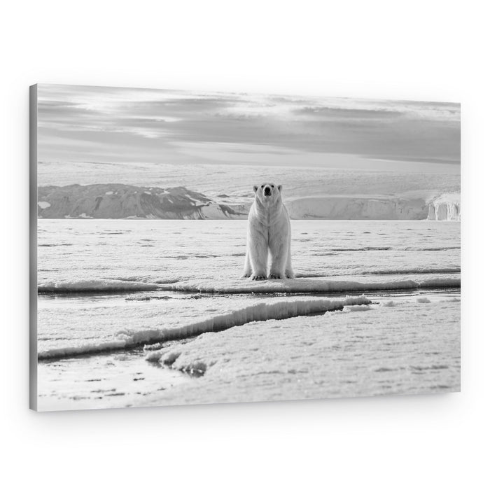 Standing Arctic Bear – Canvas Print