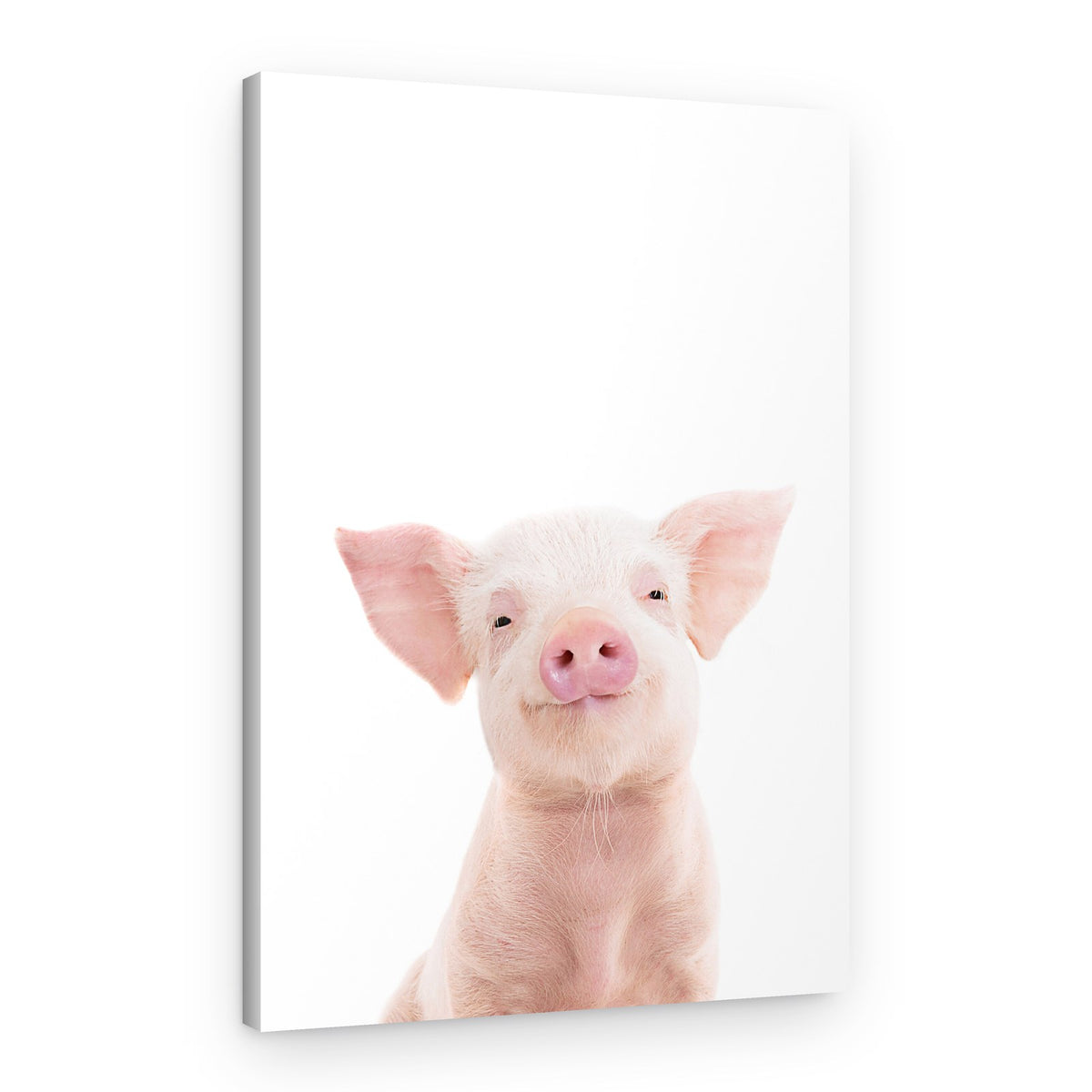 Baby Pig – Canvas Print