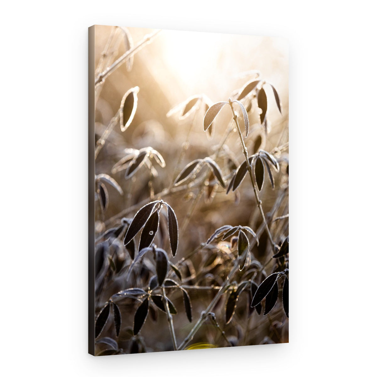 A Winter Morning 6 – Canvas Print