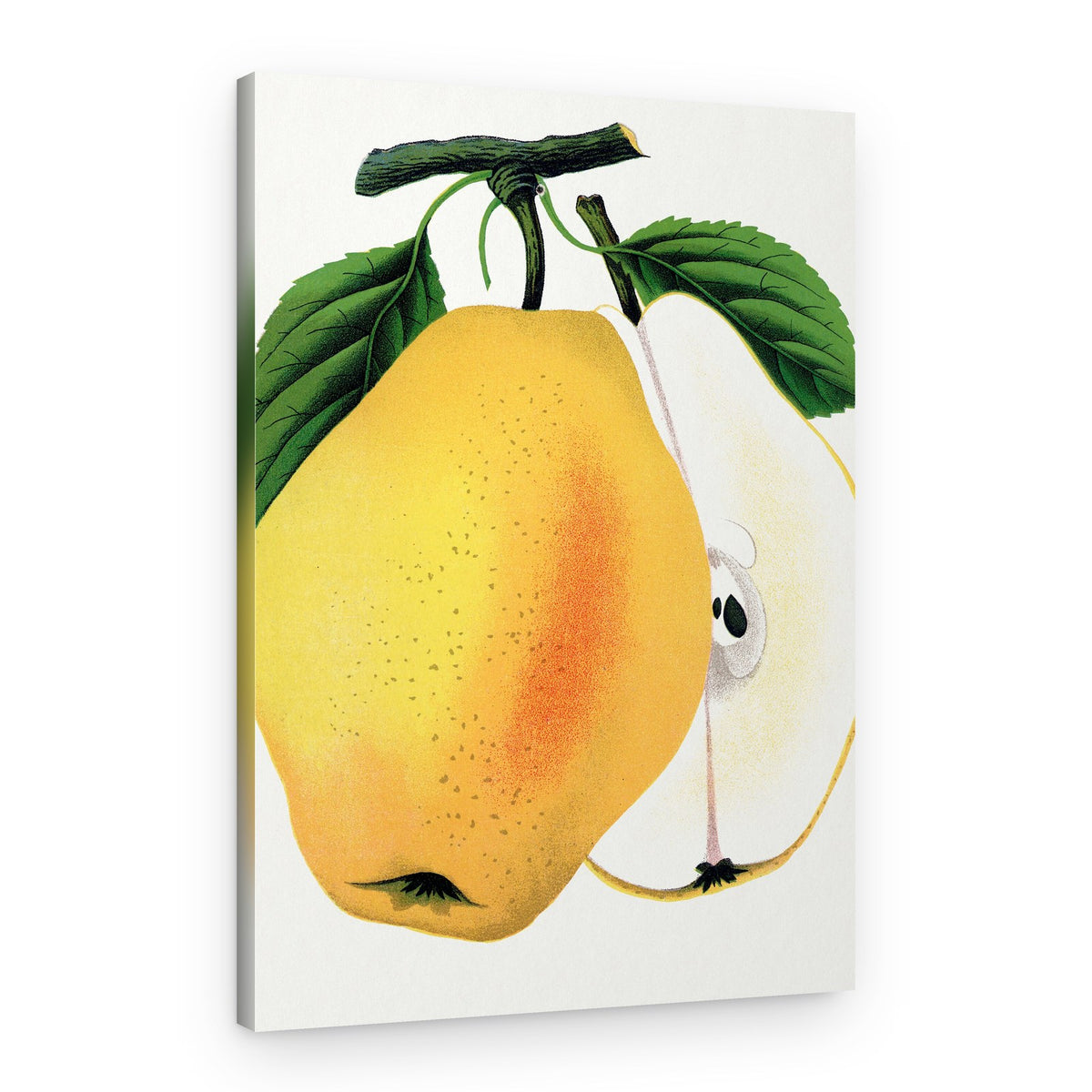 Kiefer's Hybrid Pear Lithograph – Canvas Print