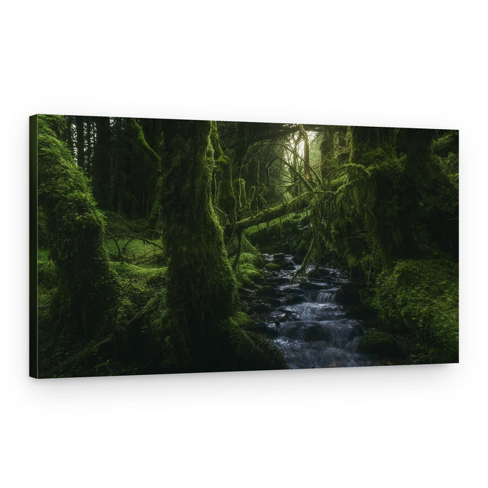 Enchanted Forest Stream – Canvas Print