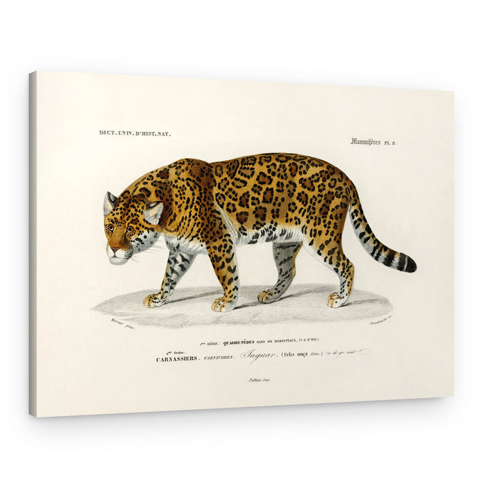 Jaguar (panthera Onca) – Canvas Print
