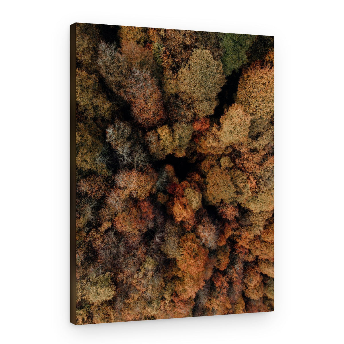 Colorful Fall Forest View – Canvas Print