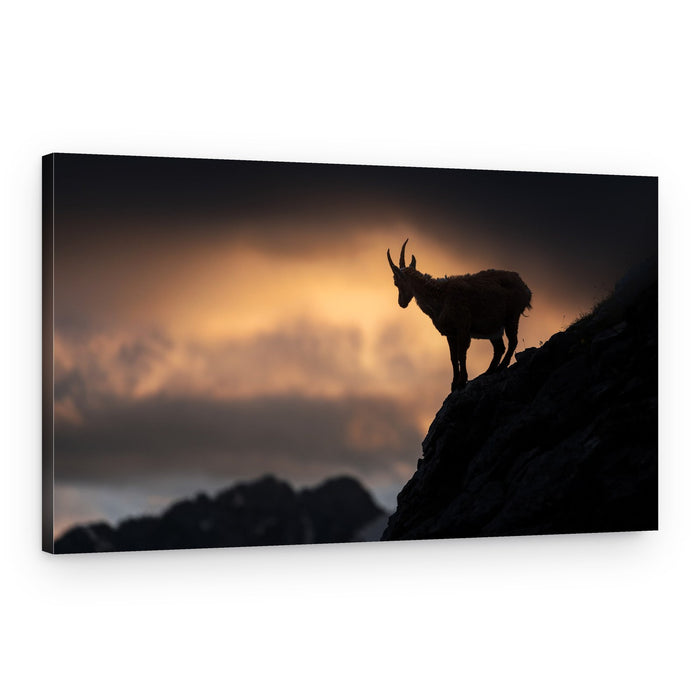 Chamois on Cliff Sunset – Canvas Print