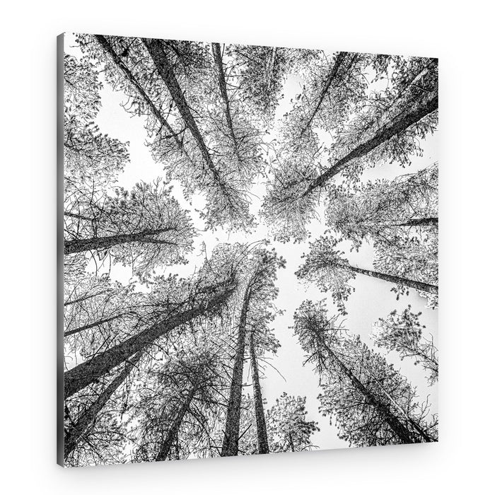 Towering Forest Sky – Canvas Print