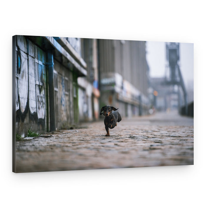 Dachshund Running Urban Street – Canvas Print