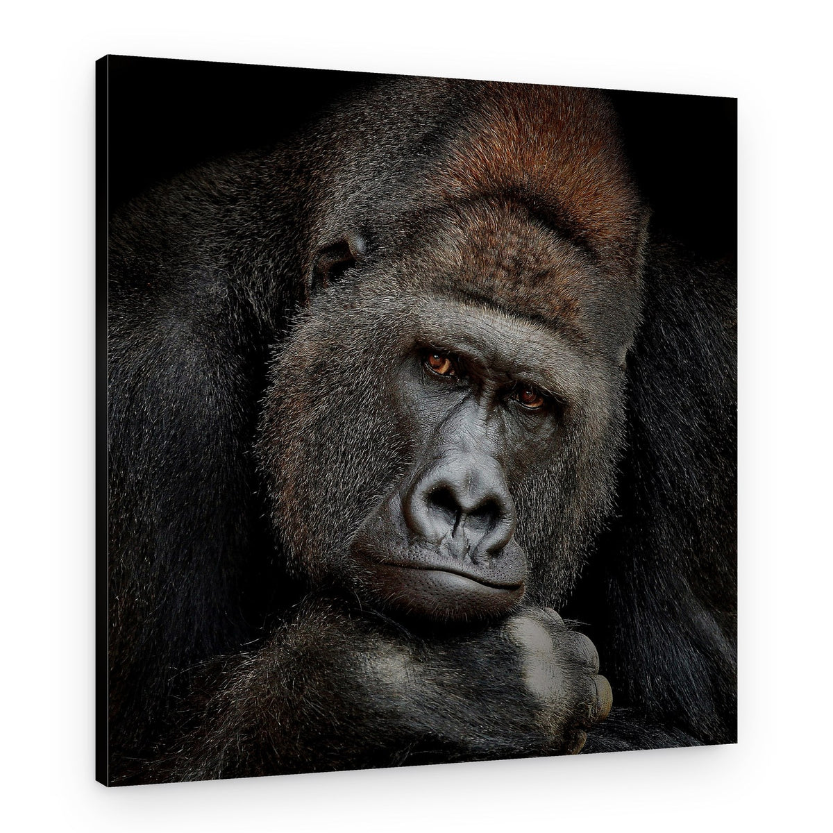 Pensive Gorilla Portrait – Canvas Print