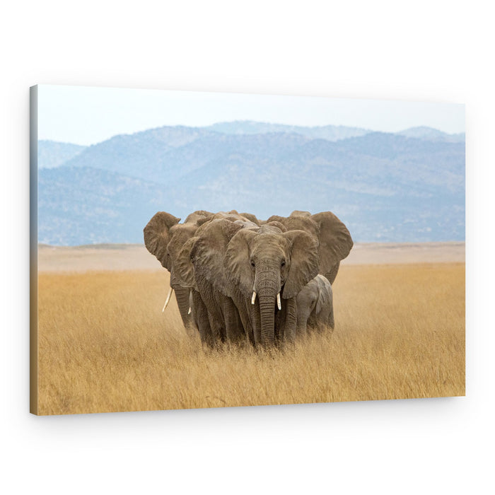 Wild Elephant Family – Canvas Print