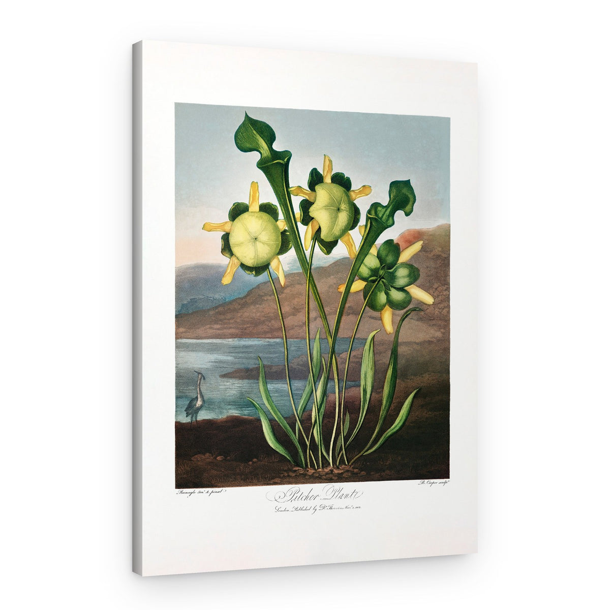 Pitcher Plant from The Temple of Flora (1807) – Canvas Print