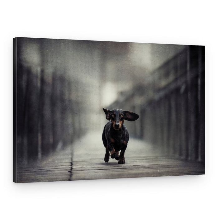 Running Dachshund on Bridge – Canvas Print