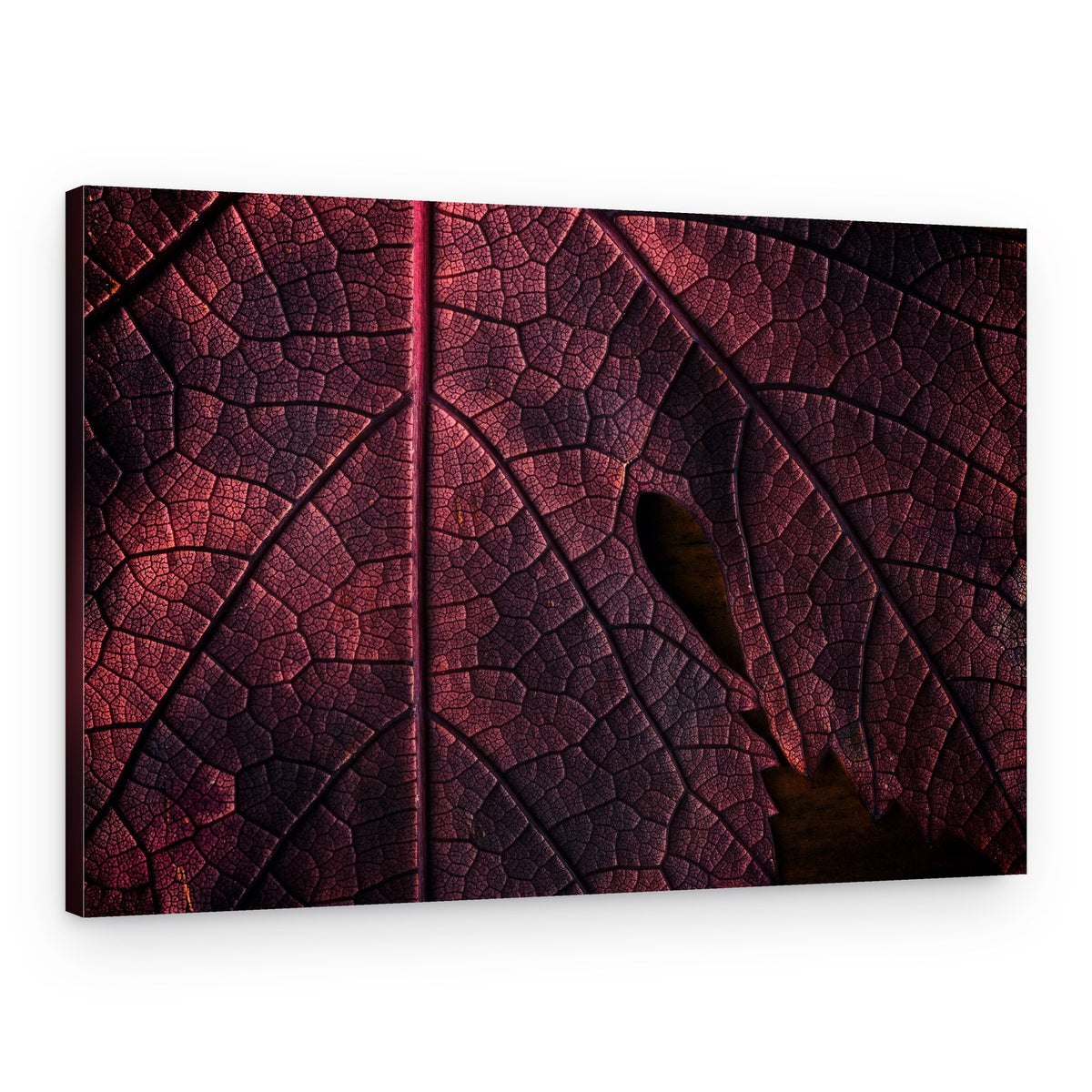 Deep Red Leaf Texture – Canvas Print