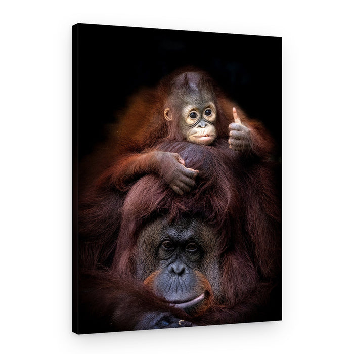 Baby Orangutan Thumbs Up – Canvas Print