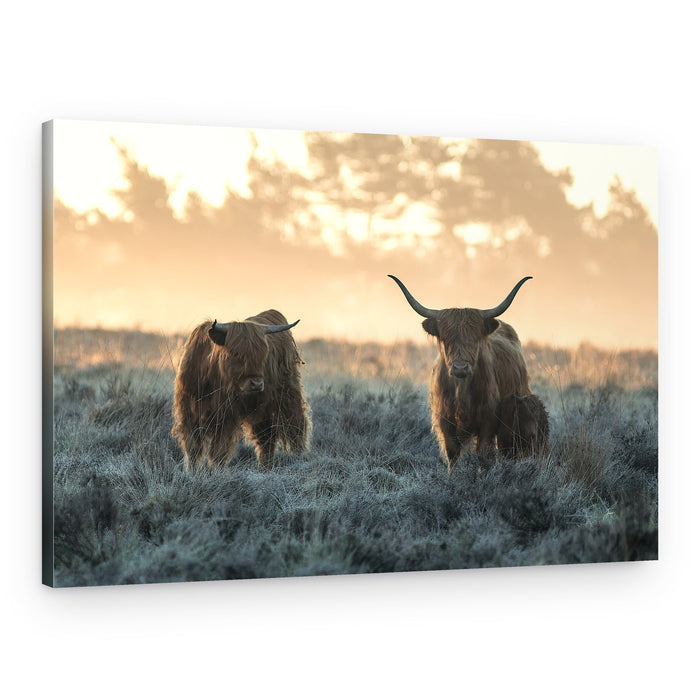 Highland Cattle Sunrise – Canvas Print