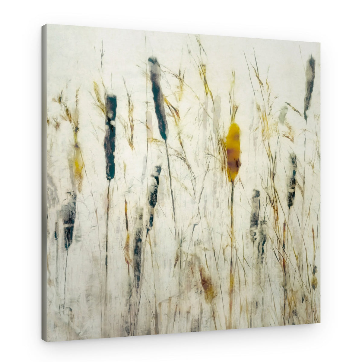 Cattail and reeds – Canvas Print