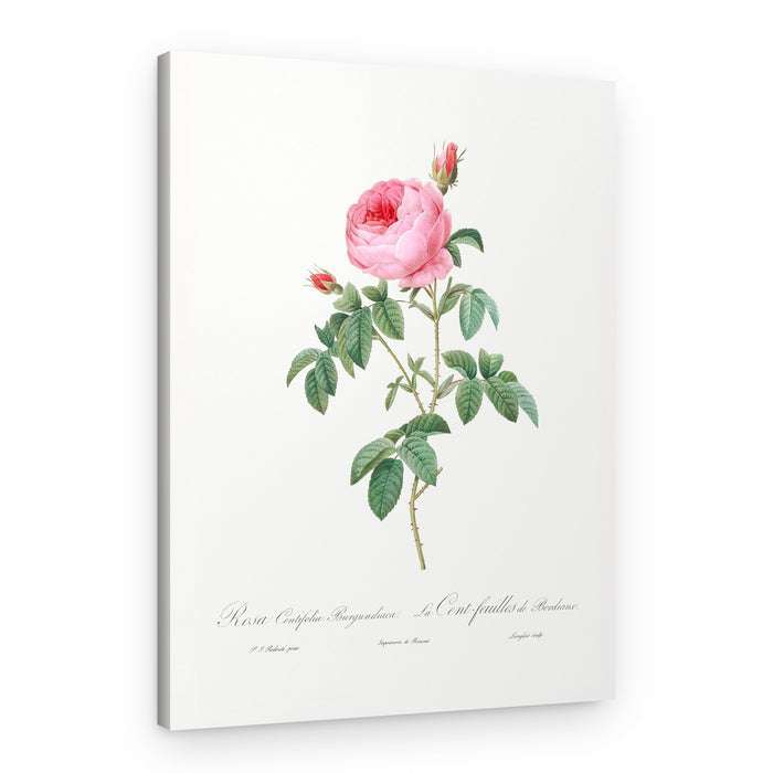 Burgundy Cabbage Rose, Les Roses (1817–1824) – Canvas Print