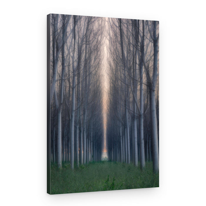 Serene Forest Avenue – Canvas Print
