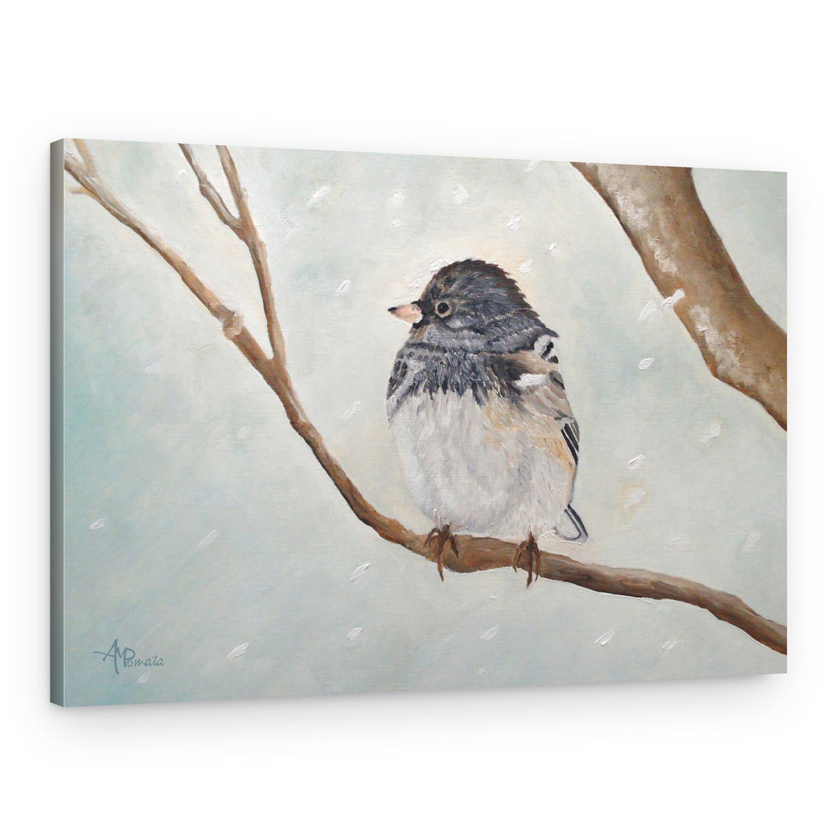 Winter Junco Bird – Canvas Print