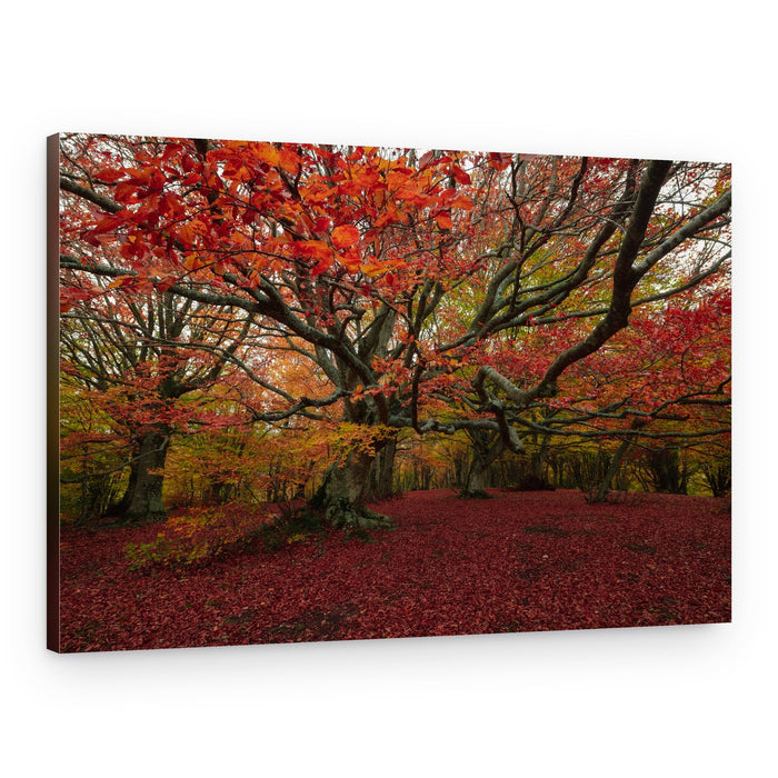 Enchanted Red Forest – Canvas Print