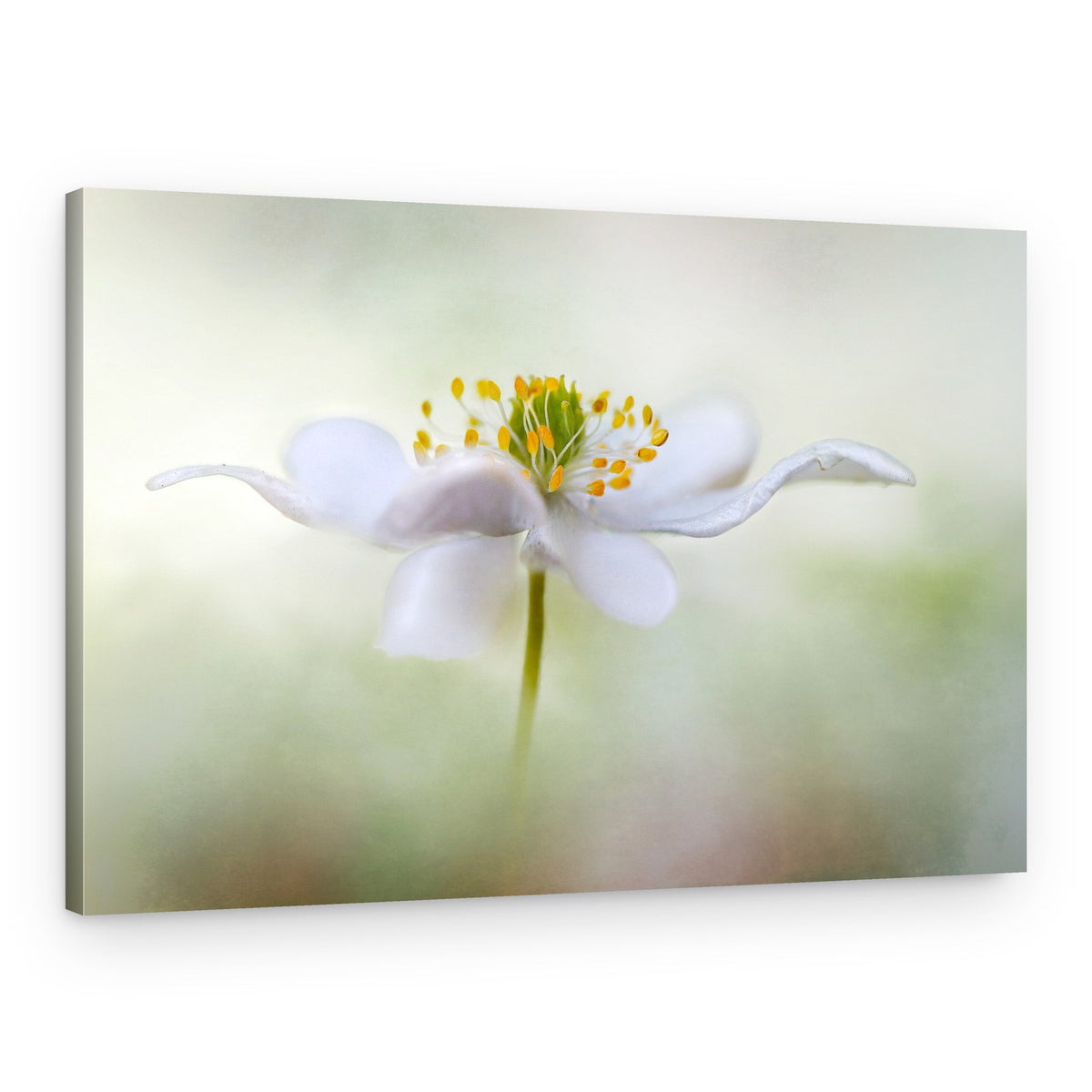 Nemorosa – Canvas Print