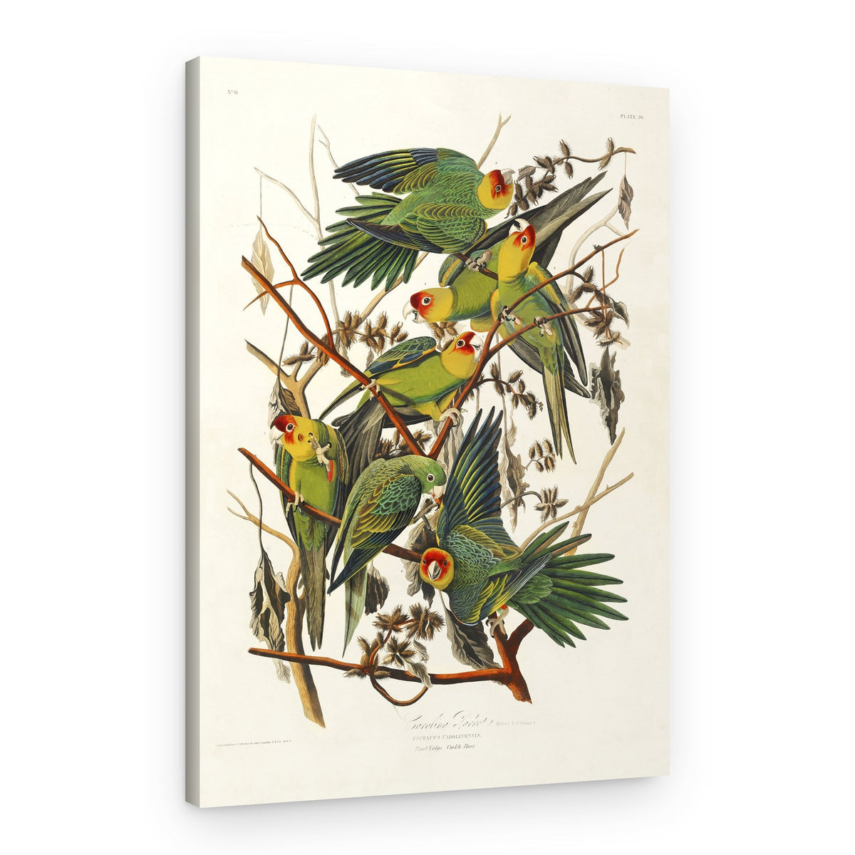 Carolina Parrot From Birds of America (1827) – Canvas Print