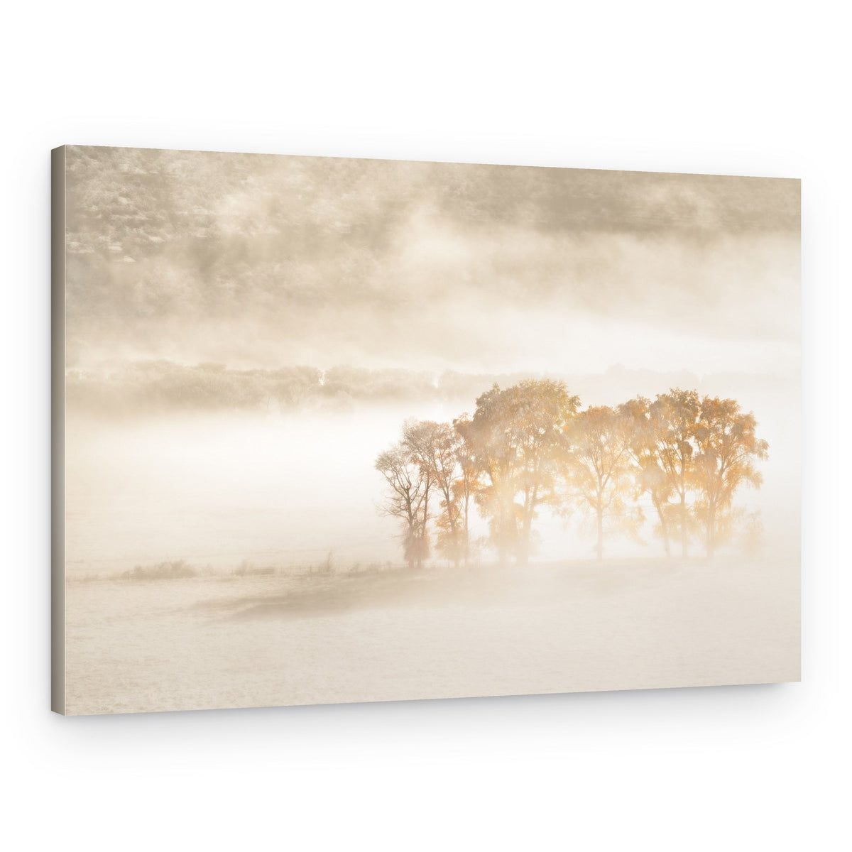 Trees In Golden Mist – Canvas Print