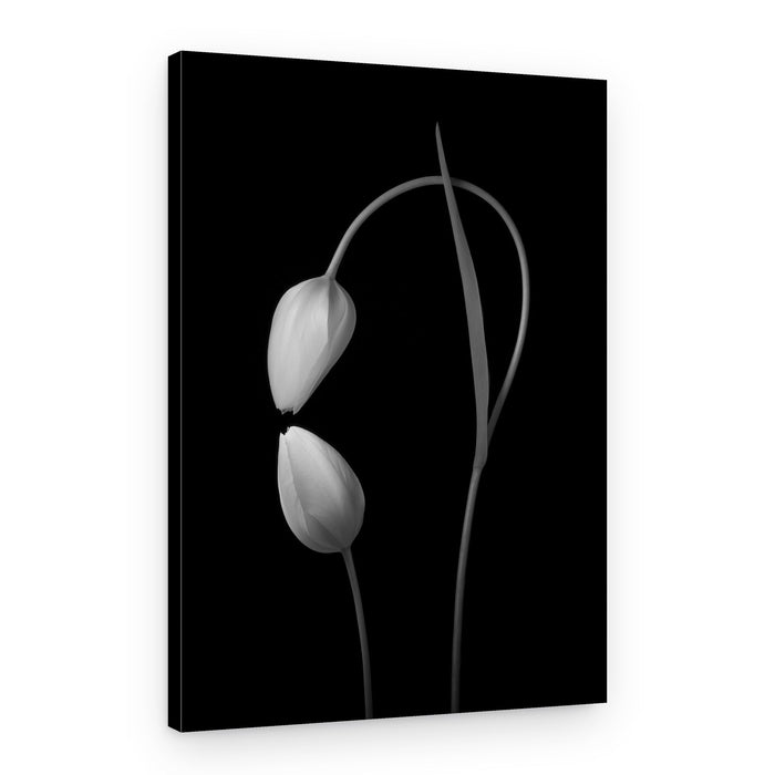 Monochrome Tulip Curves – Canvas Print