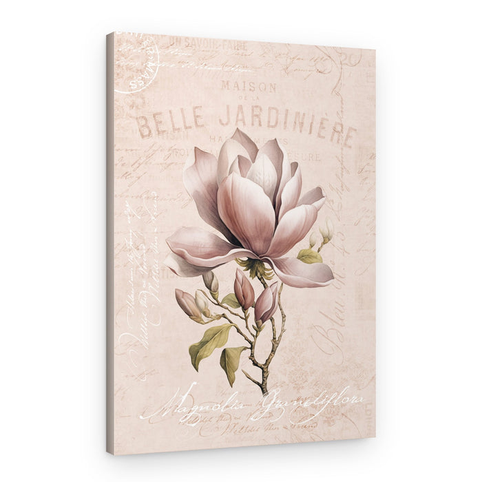 Vintage Pink Magnolia – Canvas Print
