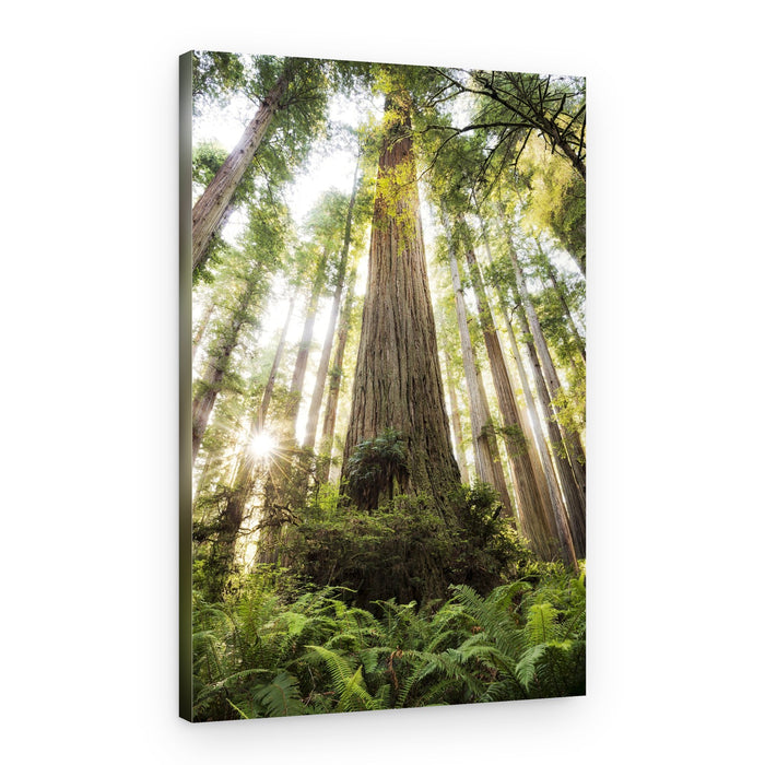 Beautiful Forest – Canvas Print