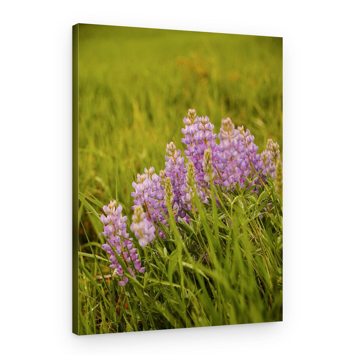 Purple Lupine Meadow – Canvas Print
