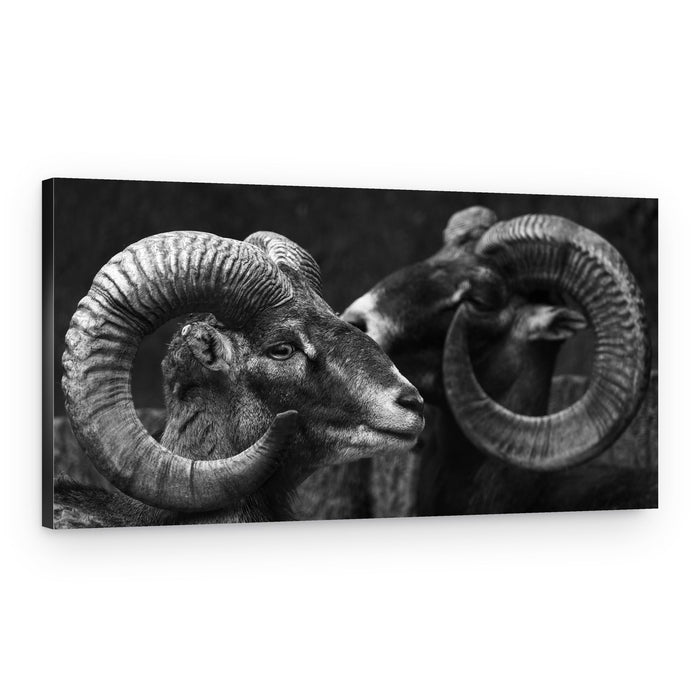 Two Majestic Rams – Canvas Print