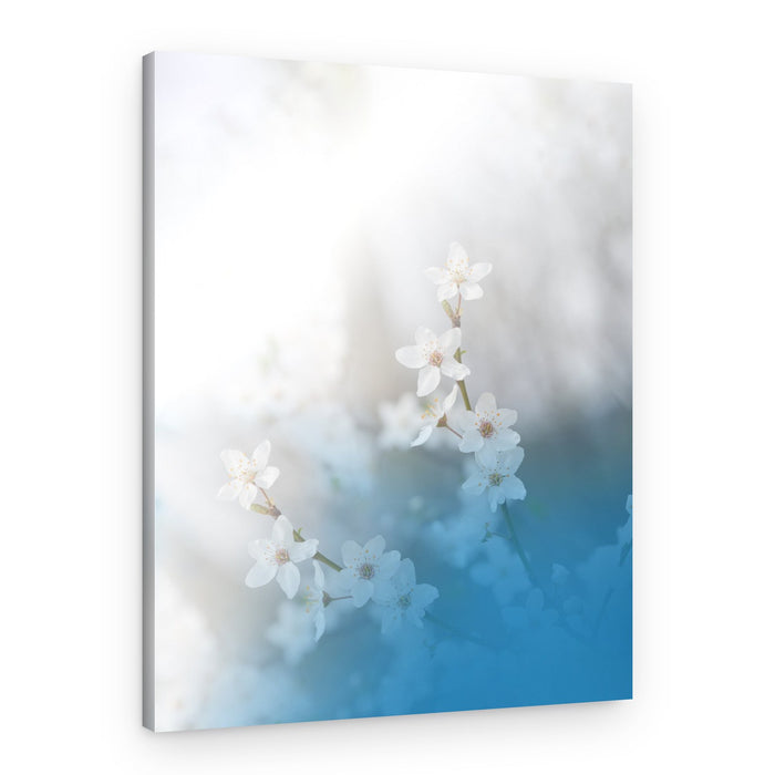 White Spring Blossoms – Canvas Print