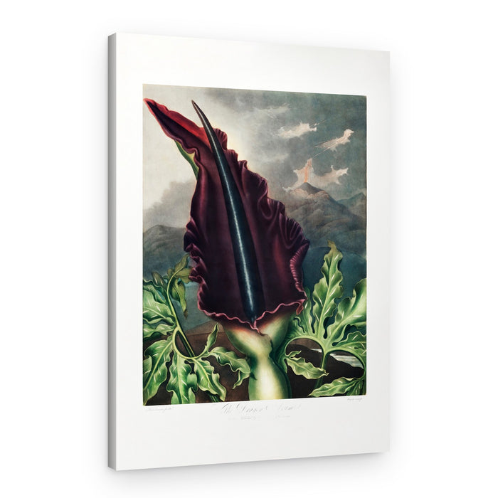 The Dragon Arum from The Temple of Flora (1807) – Canvas Print