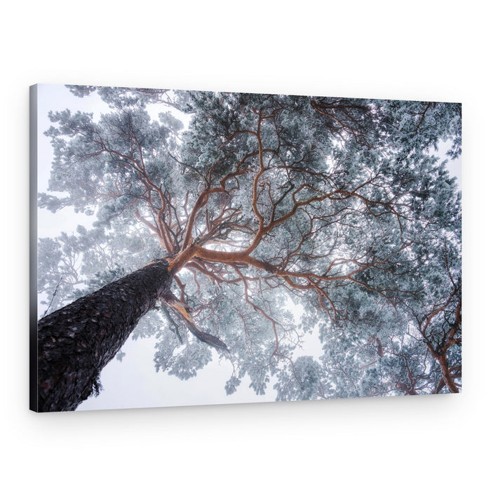 Frosted Pine Canopy – Canvas Print
