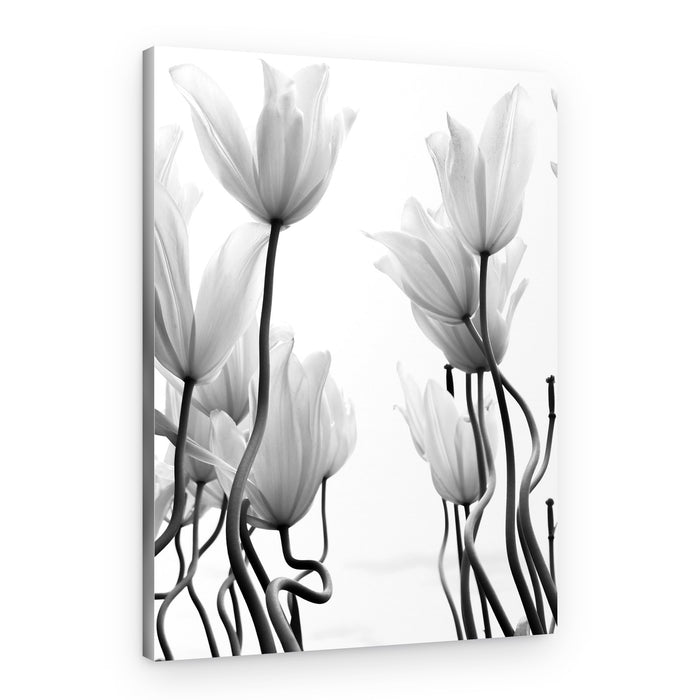 Graceful White Tulips – Canvas Print