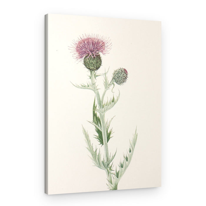 Prairie Thistle From North American Wildflowers (1925) By Mary Vaux Walcott – Canvas Print
