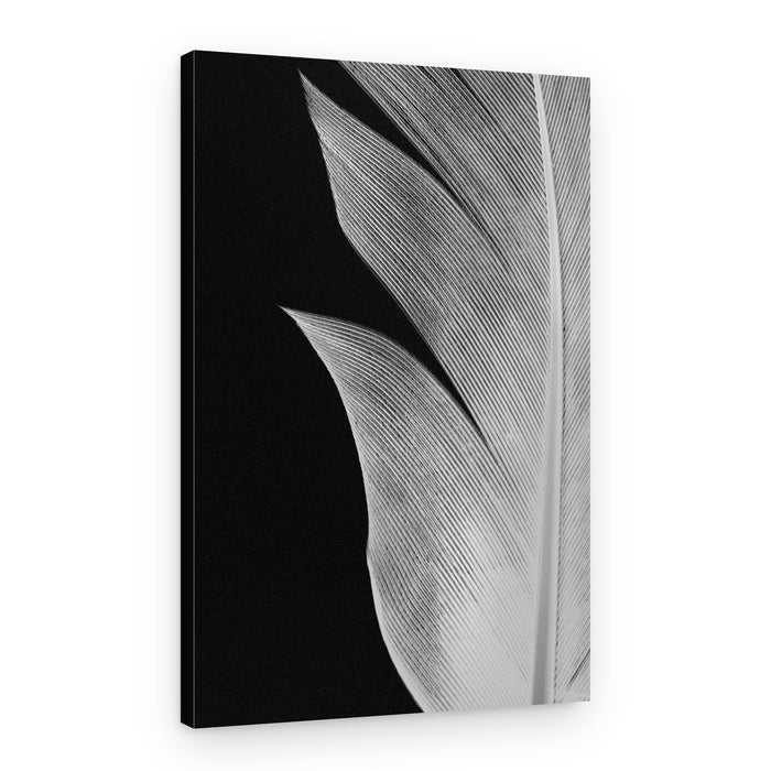 Elegant Feather Texture – Canvas Print