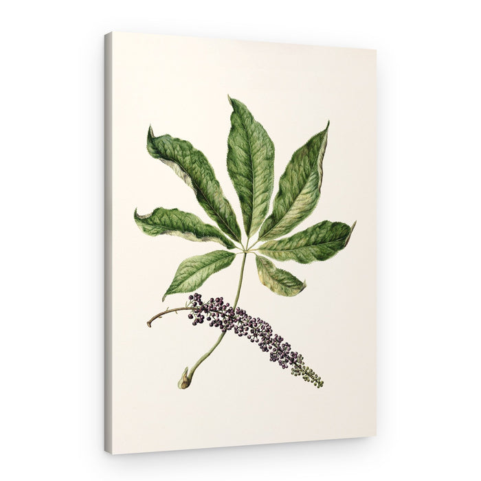 Antique Plant Drawn By Sarah Featon (1848–1927) – Canvas Print