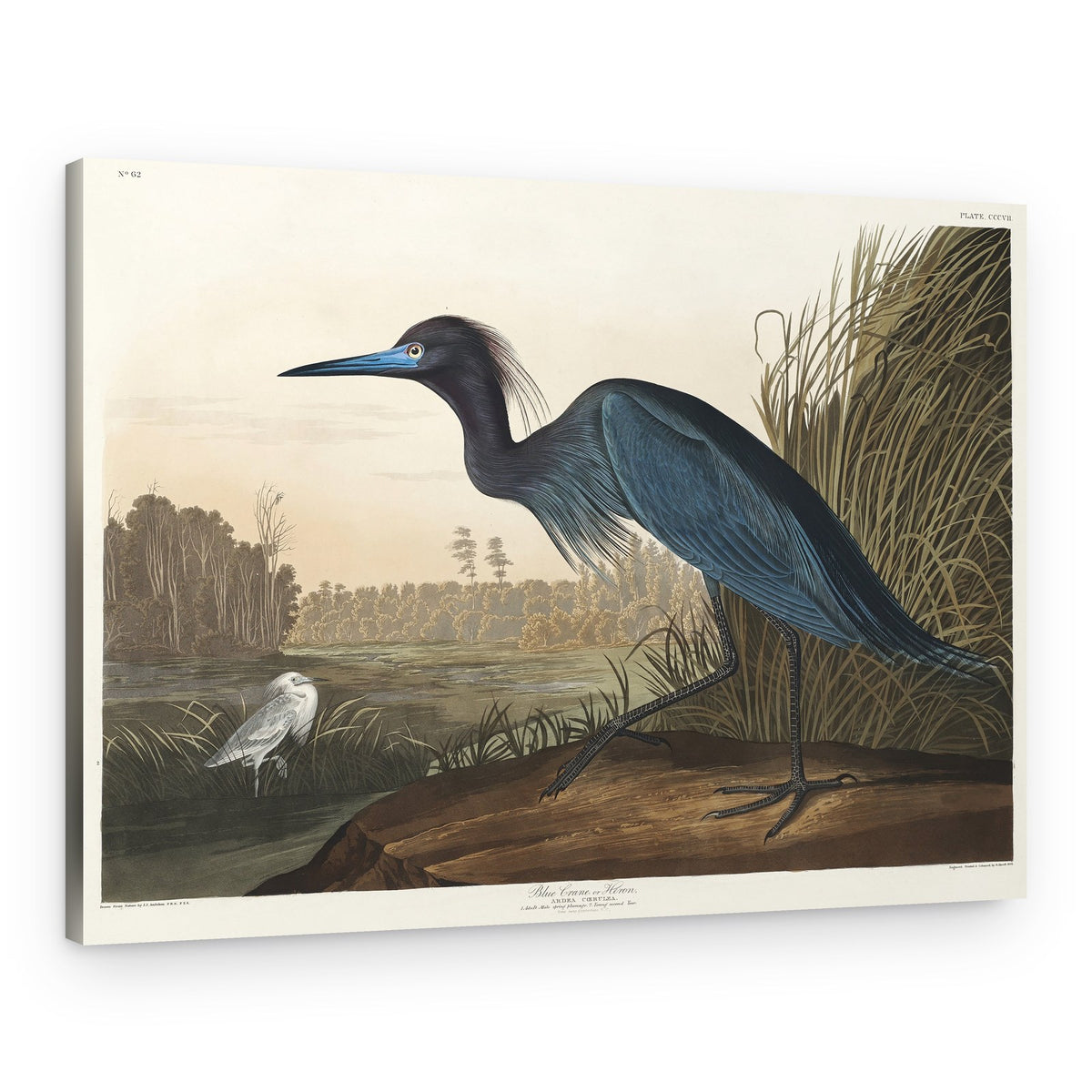 Blue Crane or Heron From Birds of America (1827) – Canvas Print