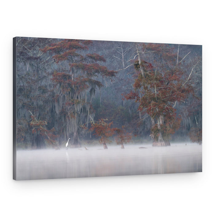 Egret in Misty Cypress – Canvas Print