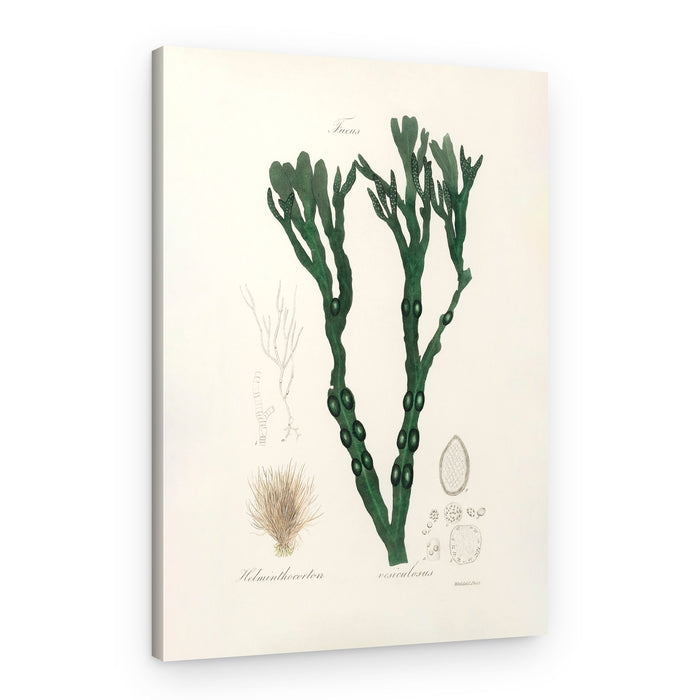 Bladder Wrack (fucus Vesiculosus) Medical Botany – Canvas Print